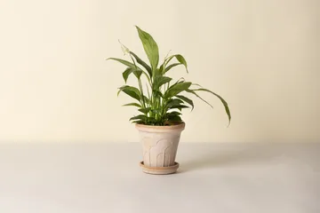 Fleur vaso con sottovaso 2 pezzi - Rosa, Ø16 cm - Bergs Potter