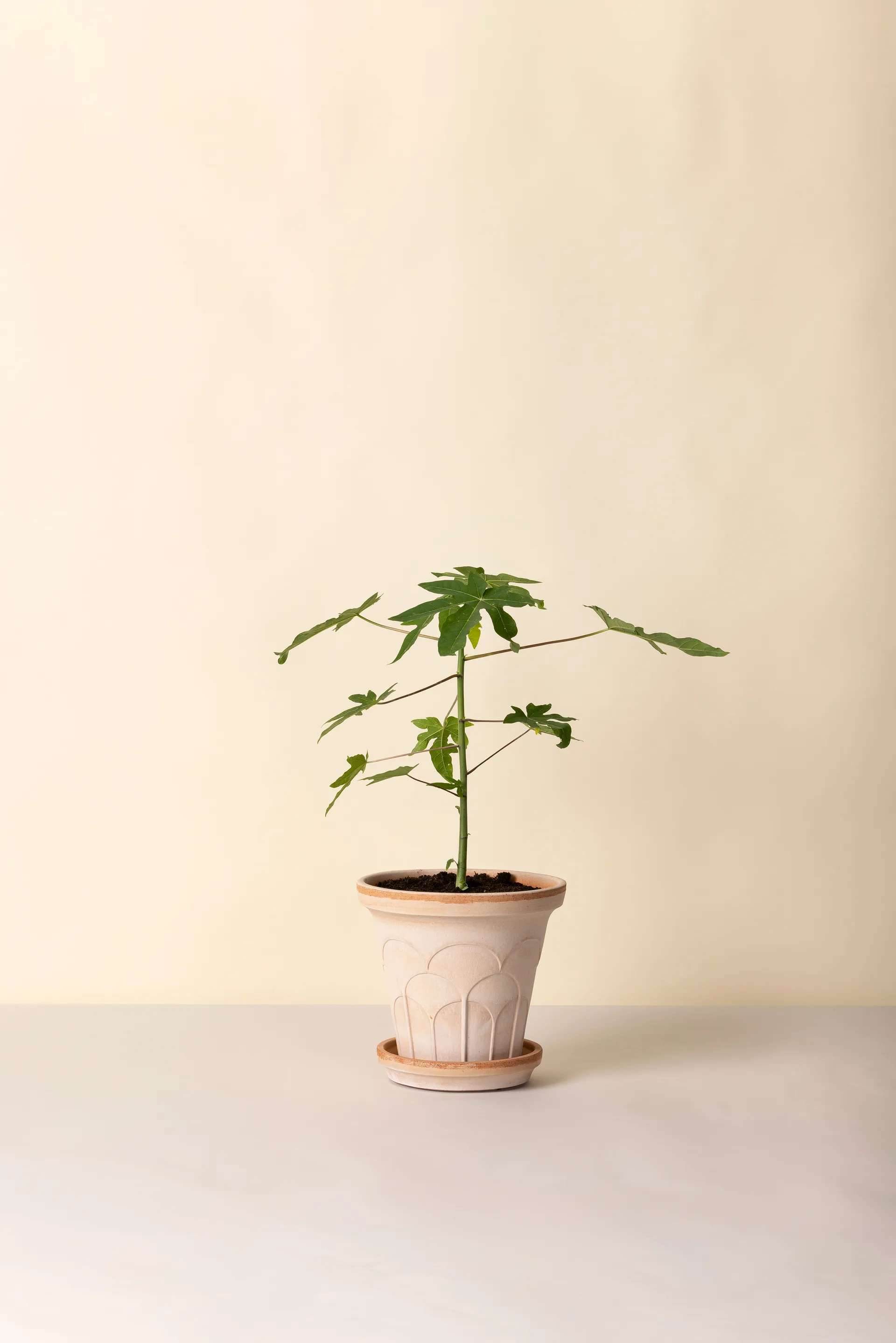 Fleur vaso con sottovaso 2 pezzi, Rosa, Ø21 cm Bergs Potter