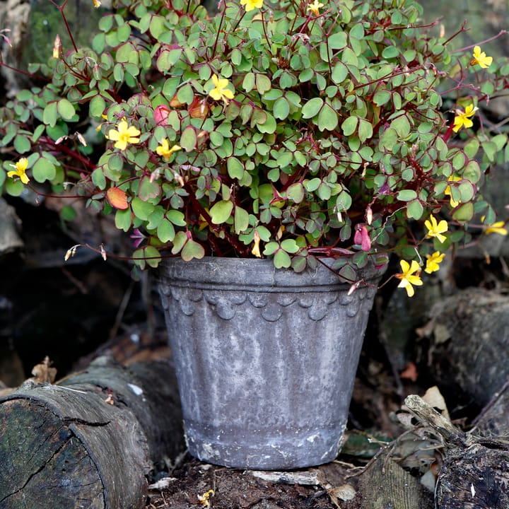 Vaso da fiori Københavner Ø 16 cm, Grigio Bergs Potter