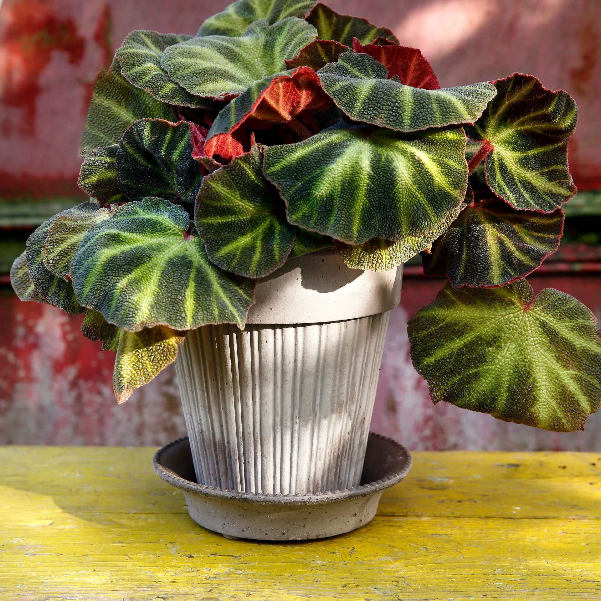 Vaso da fiori Simona 16 cm, Grigio Bergs Potter