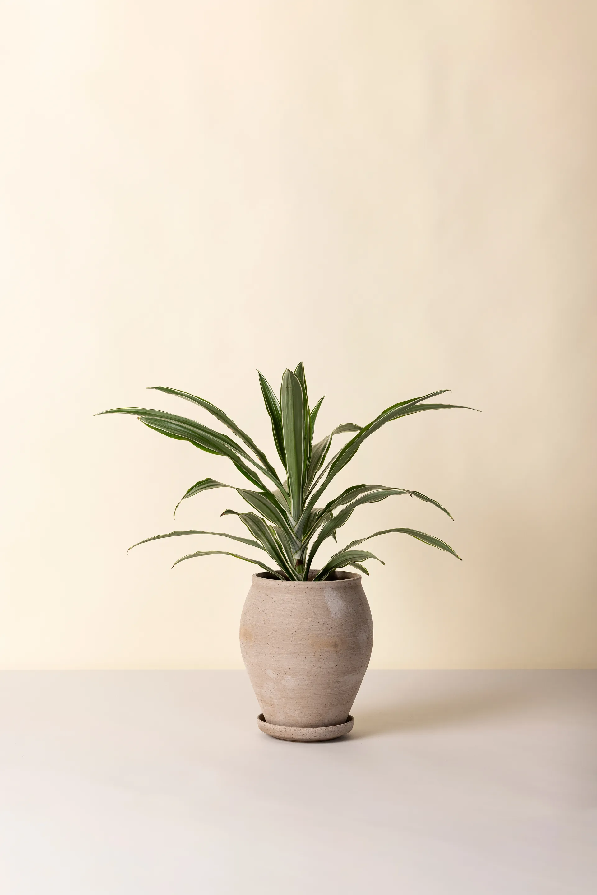 Vaso Delphi con sottovaso, 2 pezzi, Grigio, Ø22 cm, alto Bergs Potter