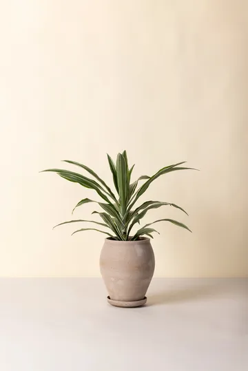 Vaso Delphi con sottovaso, 2 pezzi - Grigio, Ø22 cm, alto - Bergs Potter