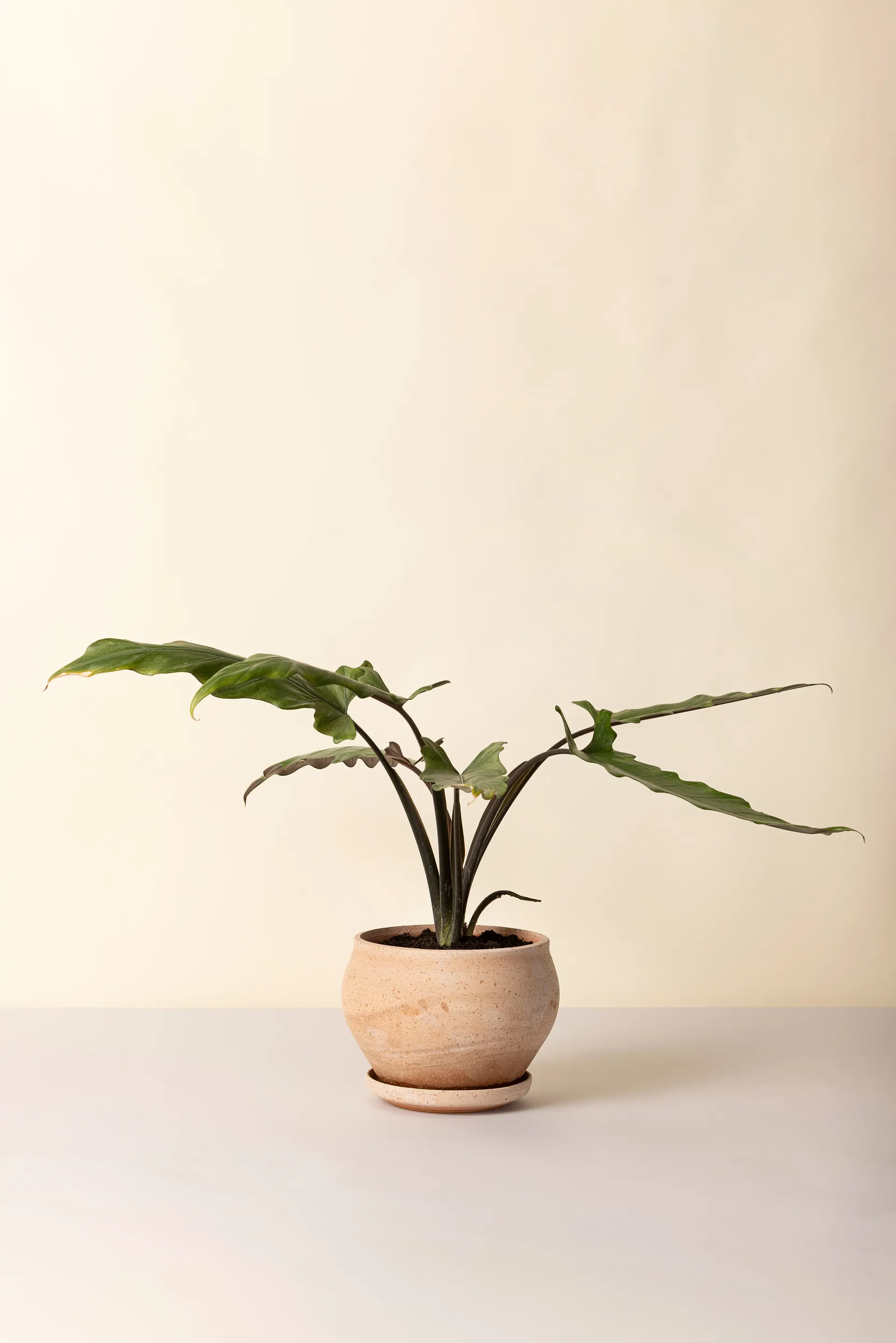 Vaso Delphi con sottovaso, 2 pezzi, Rosa, Ø24 cm, low Bergs Potter