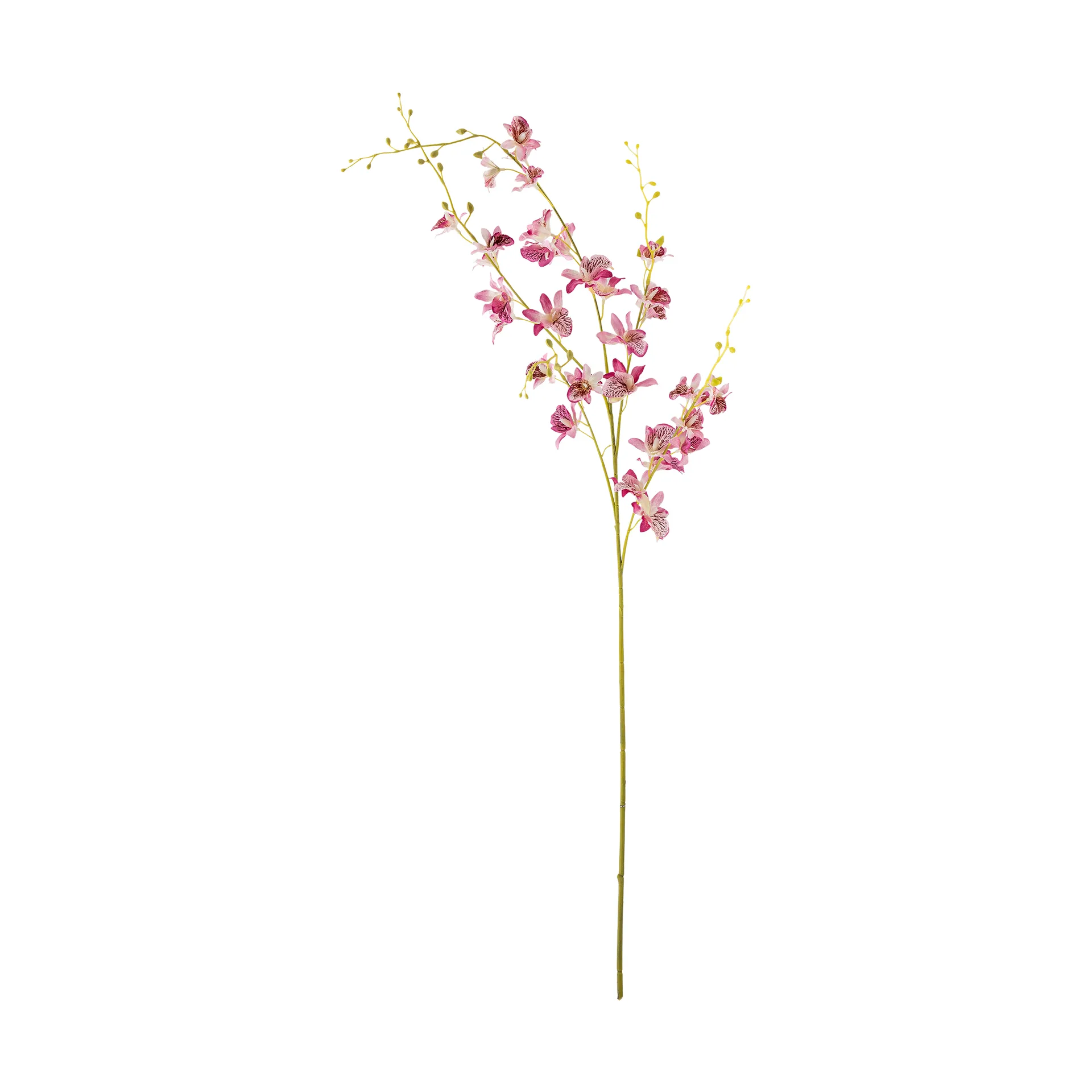 Orchidea di cera Stem, Rosa Bloomingville