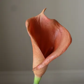 Calla giglio bouquet artificiale - Marrone, 62 cm, 8 pz - Botané