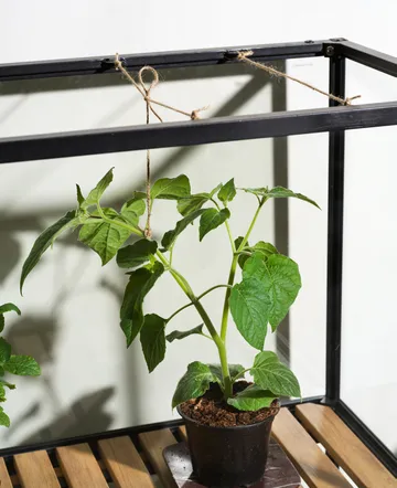 Armadio per piante Grower Greens - Nero, 81x137 cm - Brafab