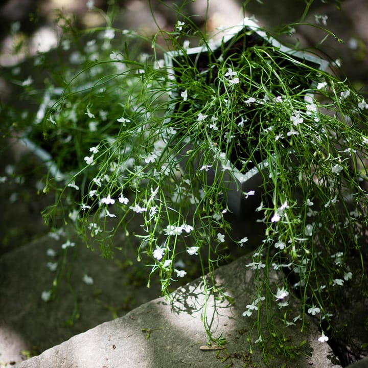 Vaso Stjärnkruka - Alluminio, basso Ø23 cm - Byarums bruk