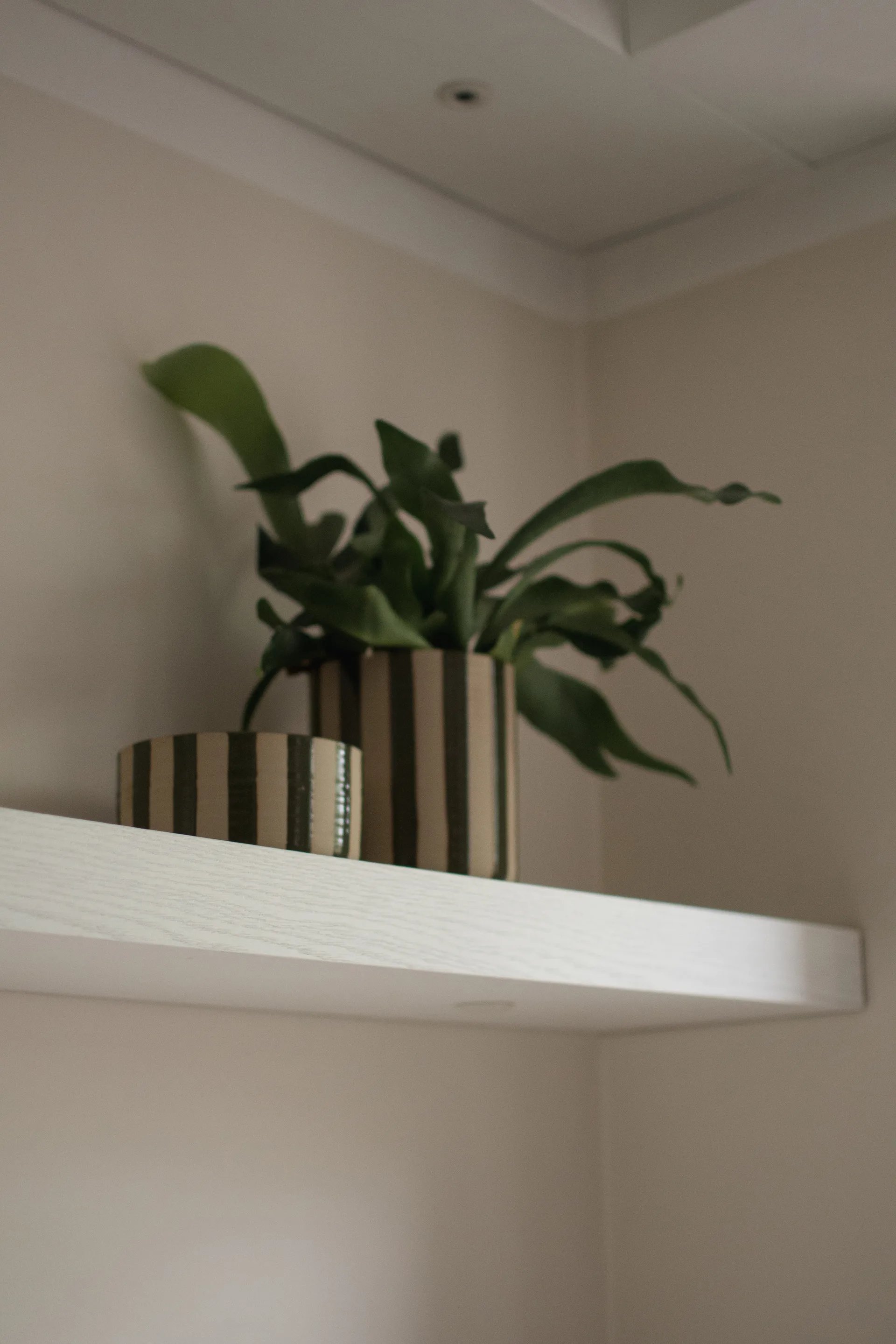 Ciotola decorativa Line Ø16 cm, Stripe Green DBKD