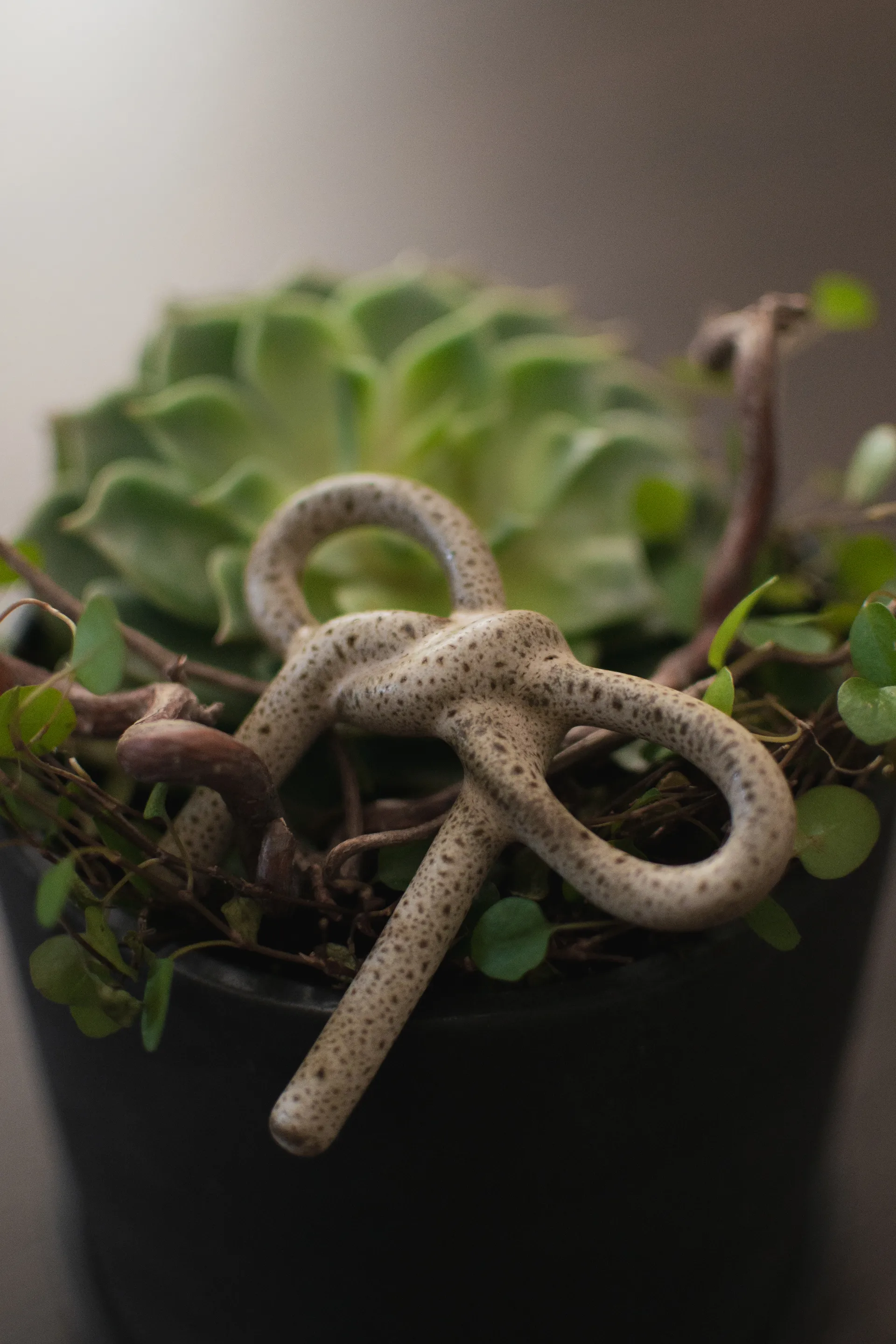 Decorazione floreale Bow, Beige DBKD