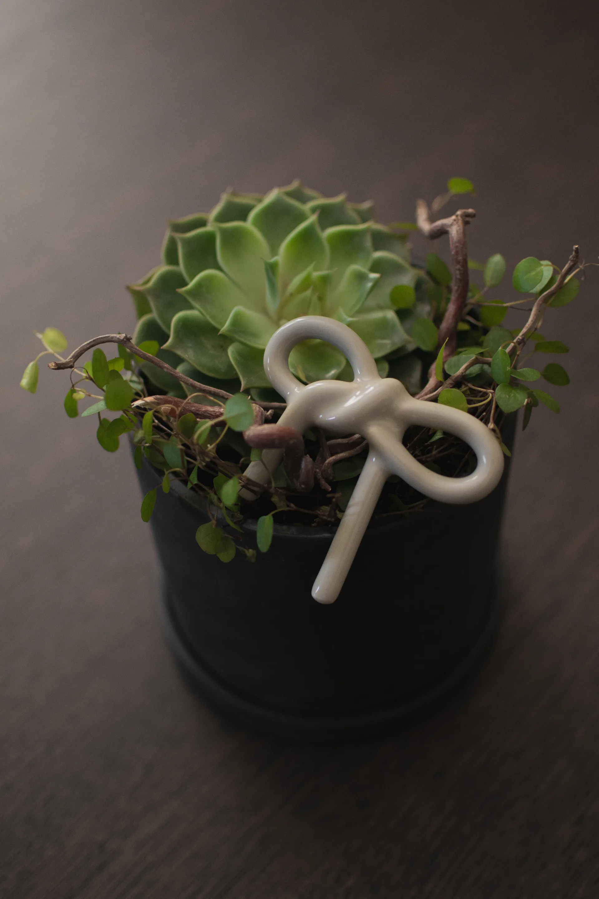 Decorazione floreale Bow, Shiny mole DBKD