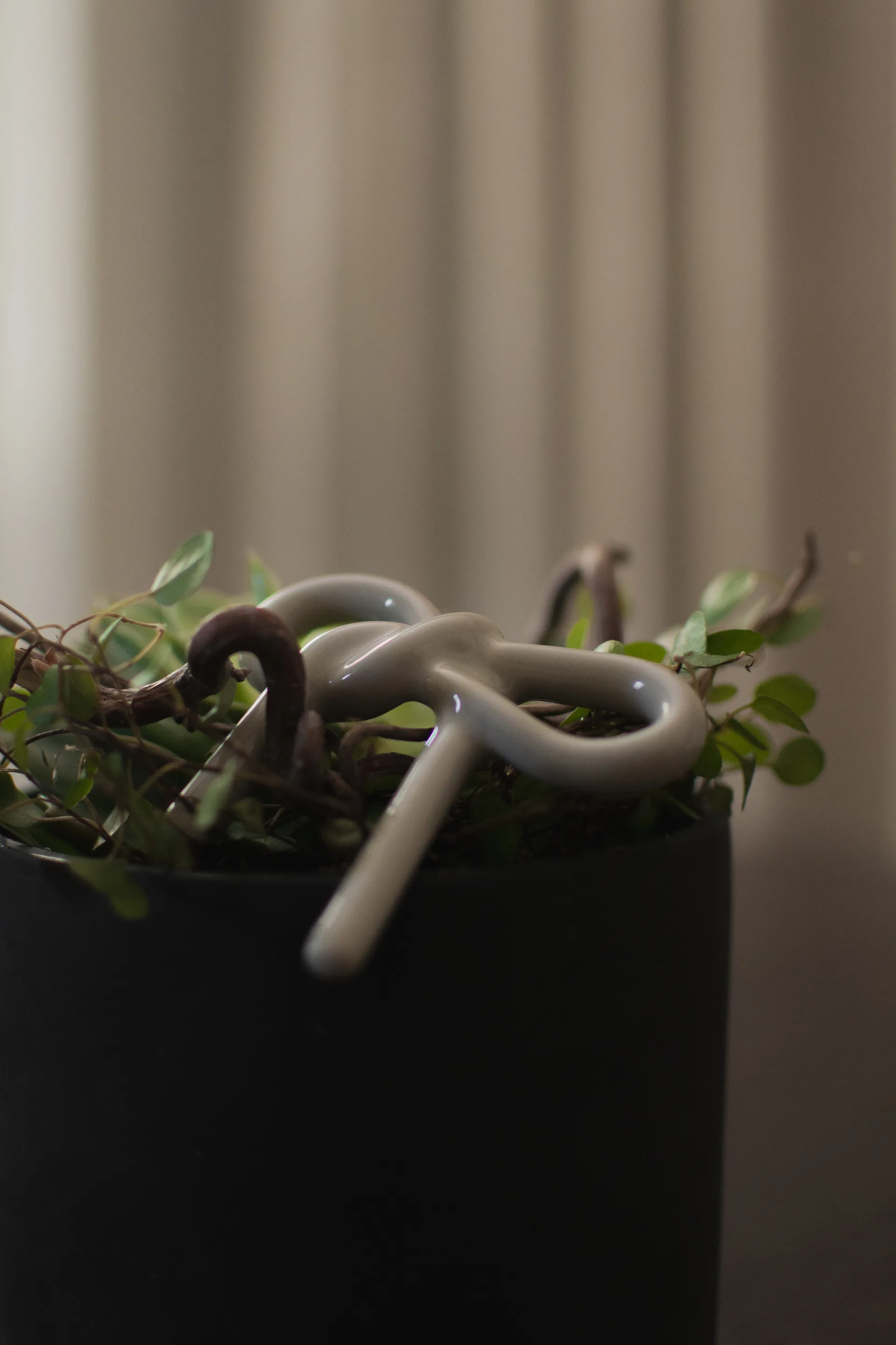 Decorazione floreale Bow, Shiny mole DBKD