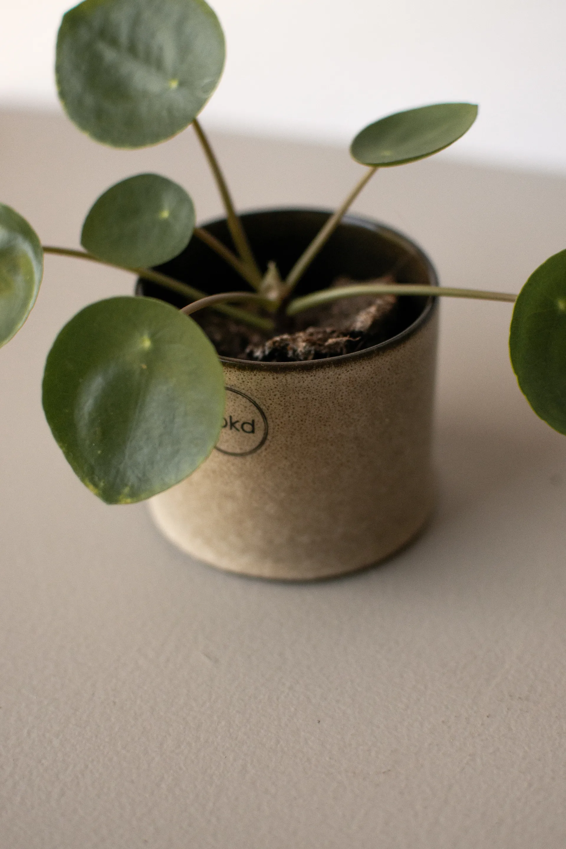 Vaso per fiori Astillbe piccolo Ø7 cm, Beige DBKD