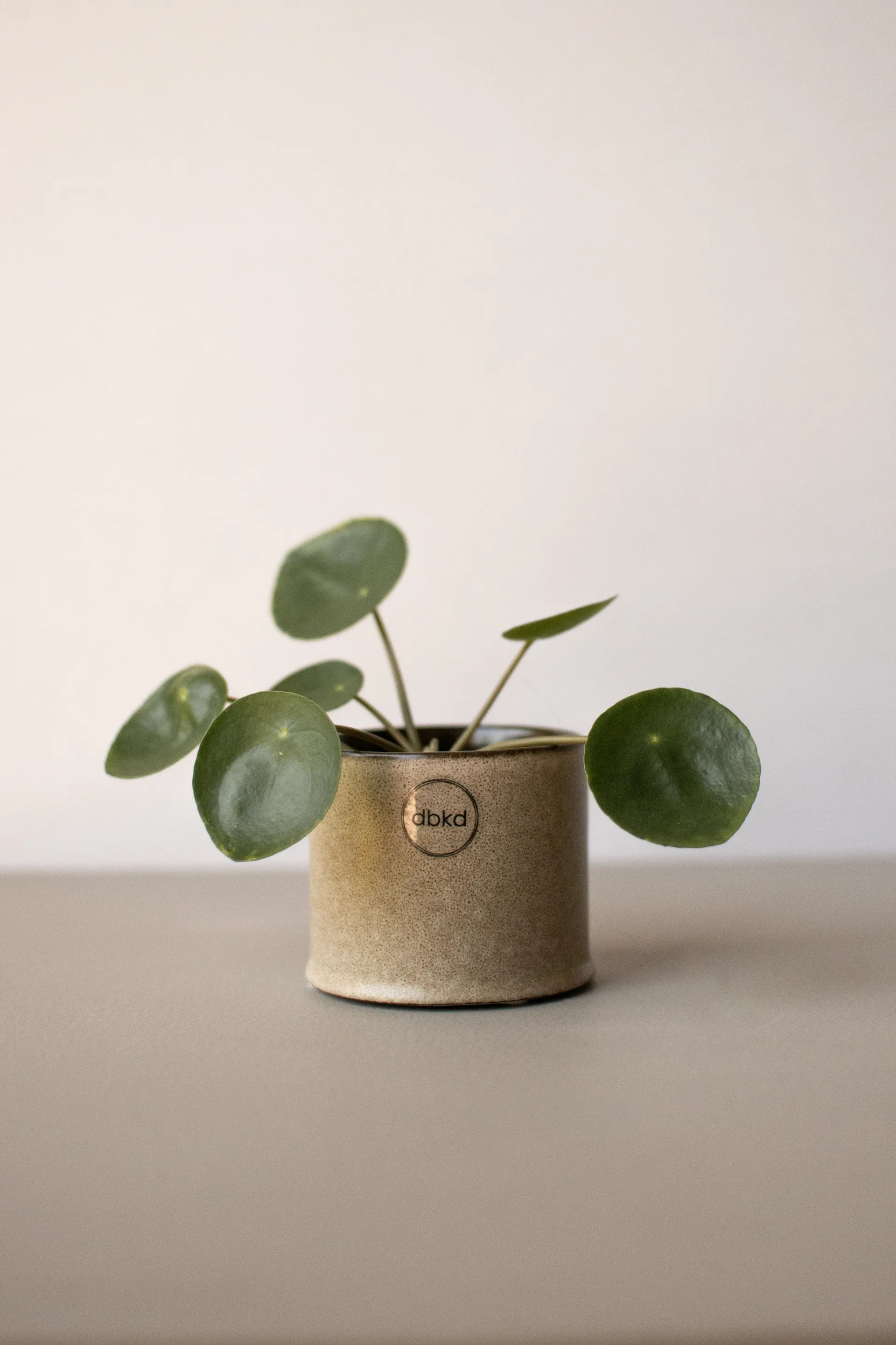 Vaso per fiori Astillbe piccolo Ø7 cm, Beige DBKD