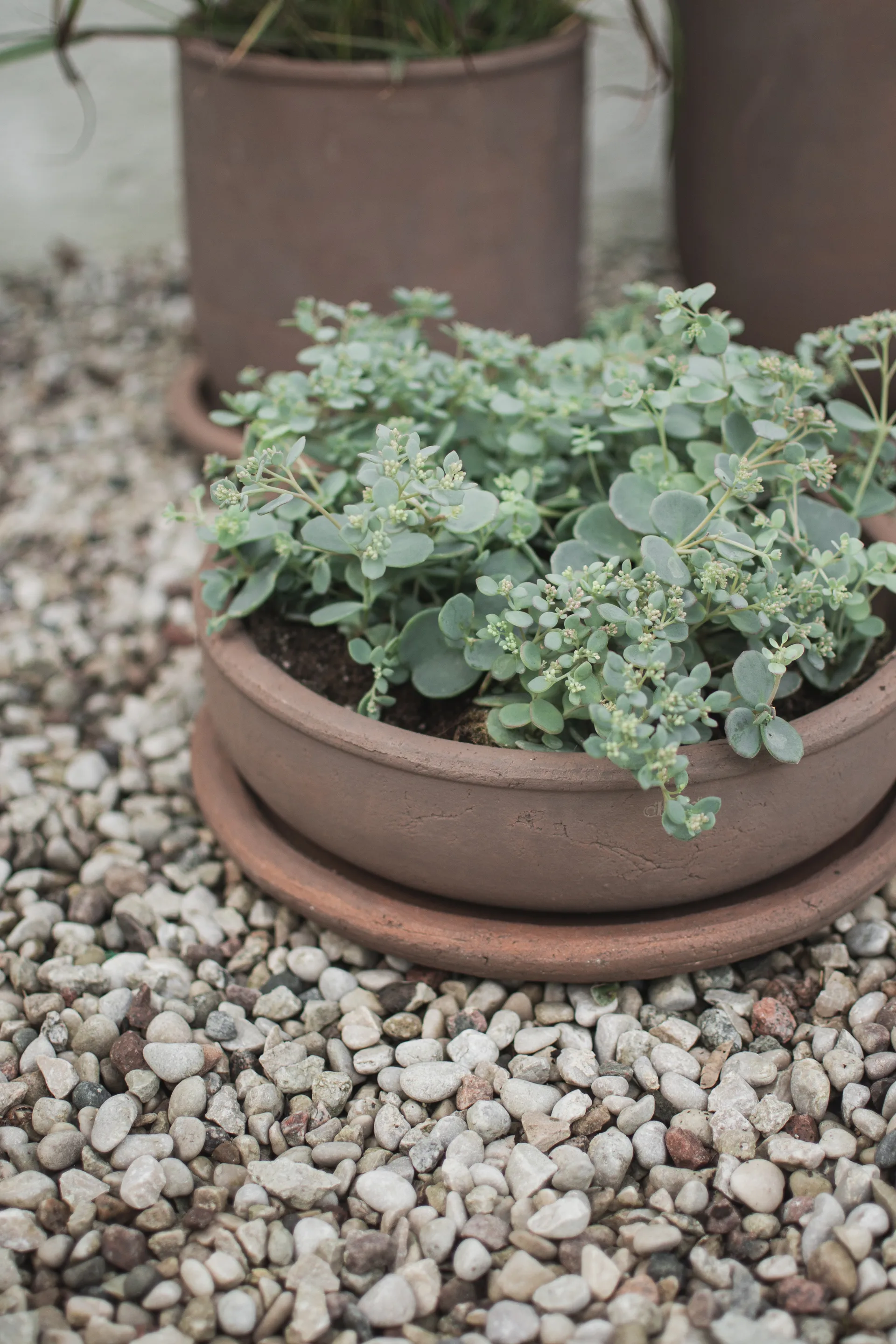 Vaso Terra bowl, Marrone, Ø30x10,5 cm DBKD