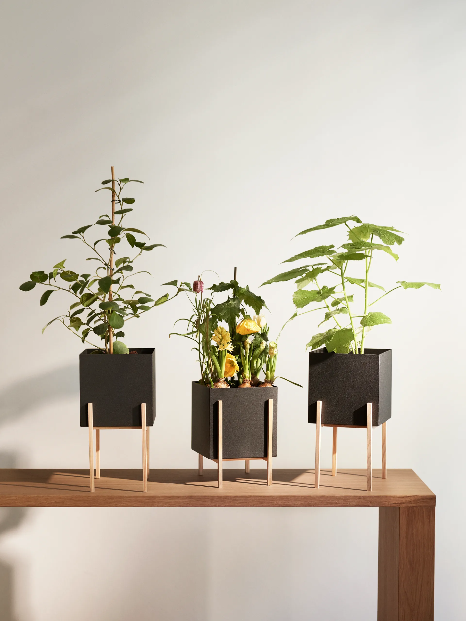 Vaso da fiori con piedistallo Botanic , Nero-scatola Design House Stockholm