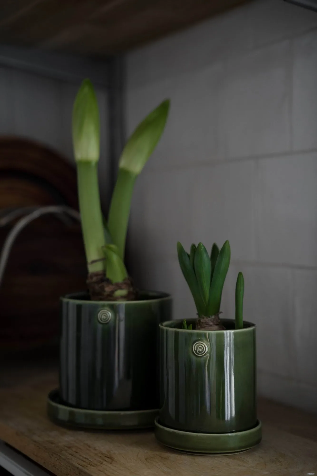 Ernst vaso con sottovaso, Verde, Ø10x11 cm ERNST