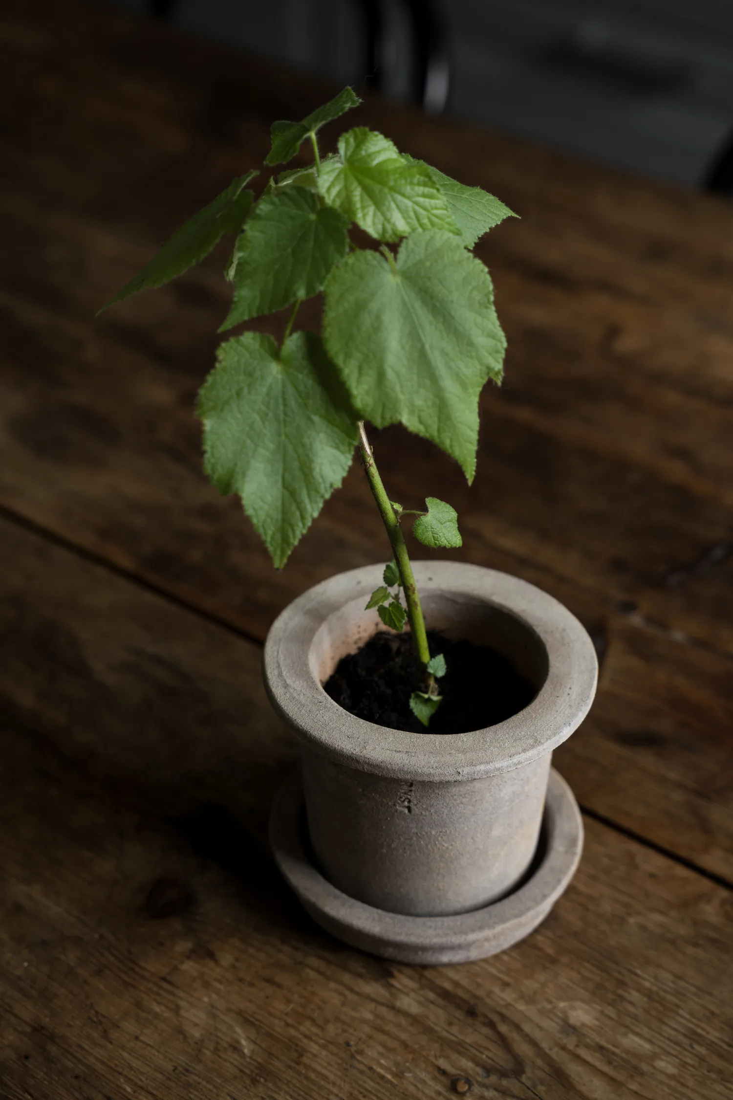 Vaso in terracotta Ernst con sottovaso, Ø12x10 cm ERNST