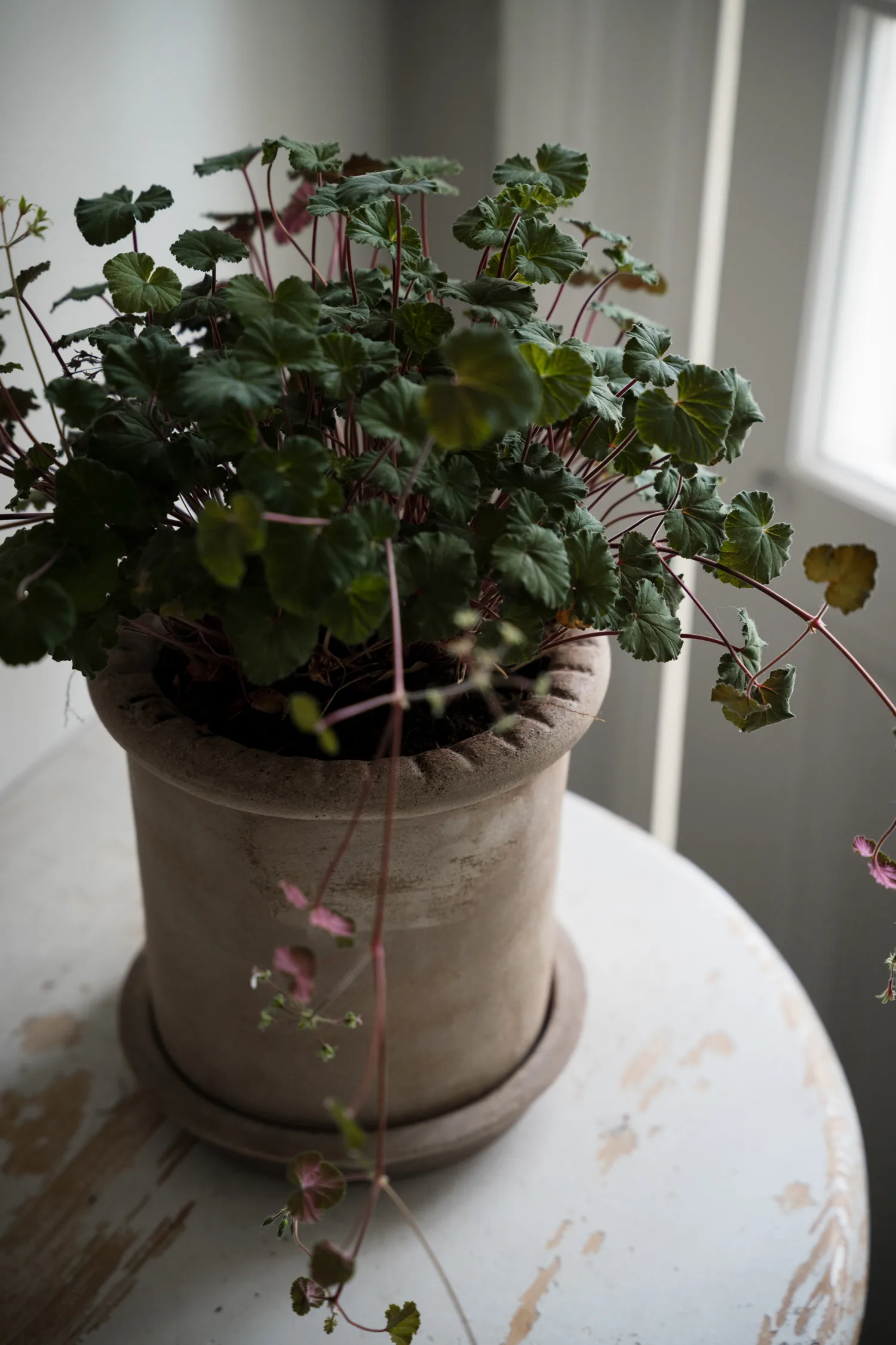Vaso in terracotta Ernst con sottovaso, Ø20x20 cm ERNST