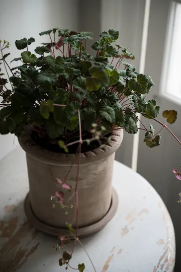 Vaso in terracotta Ernst con sottovaso - Ø20x20 cm - ERNST