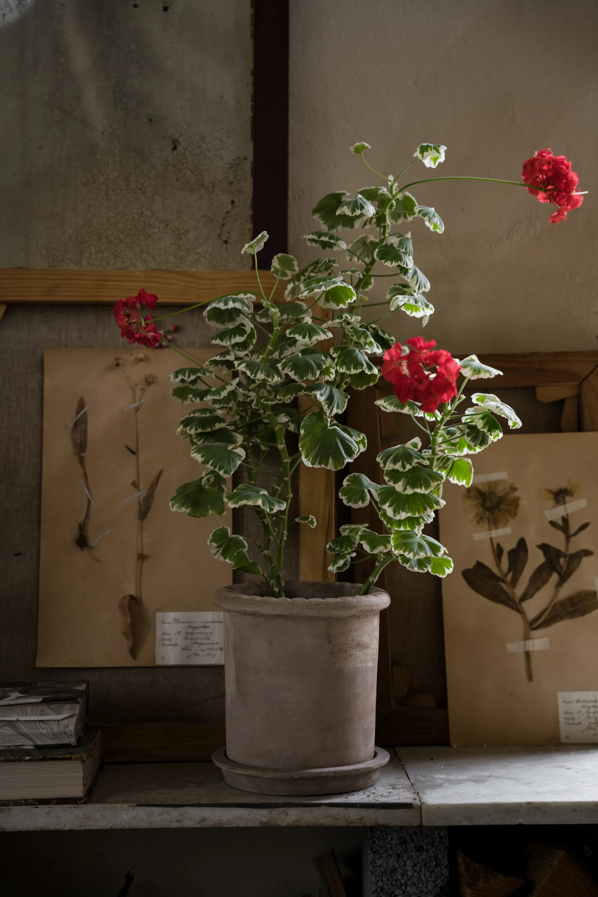 Vaso in terracotta Ernst con sottovaso, Ø20x20 cm ERNST