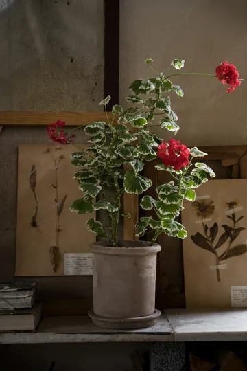 Vaso in terracotta Ernst con sottovaso - Ø20x20 cm - ERNST