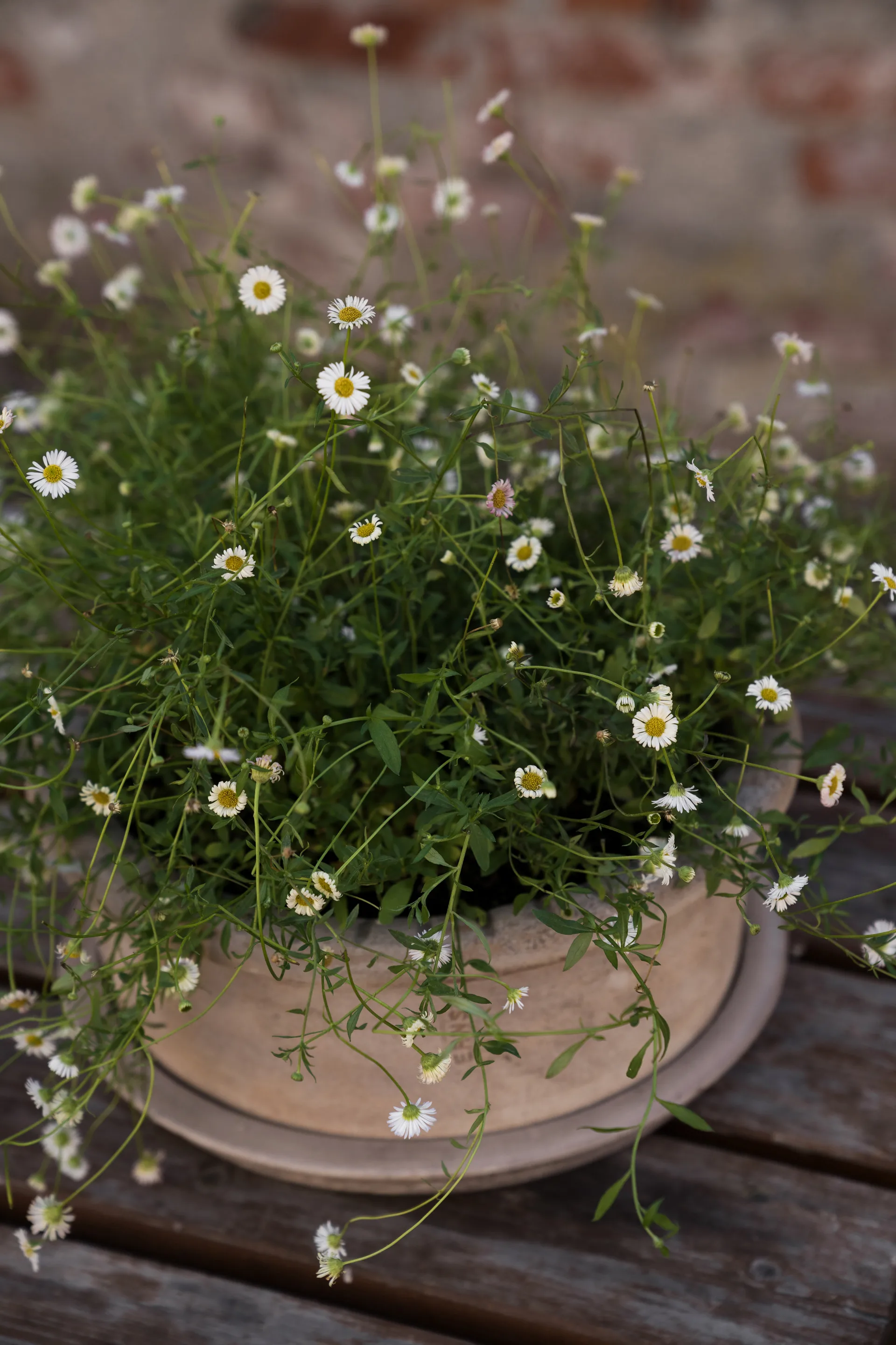 Vaso in terracotta Ernst con sottovaso, Ø33x12 cm ERNST