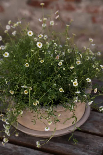 Vaso in terracotta Ernst con sottovaso - Ø33x12 cm - ERNST