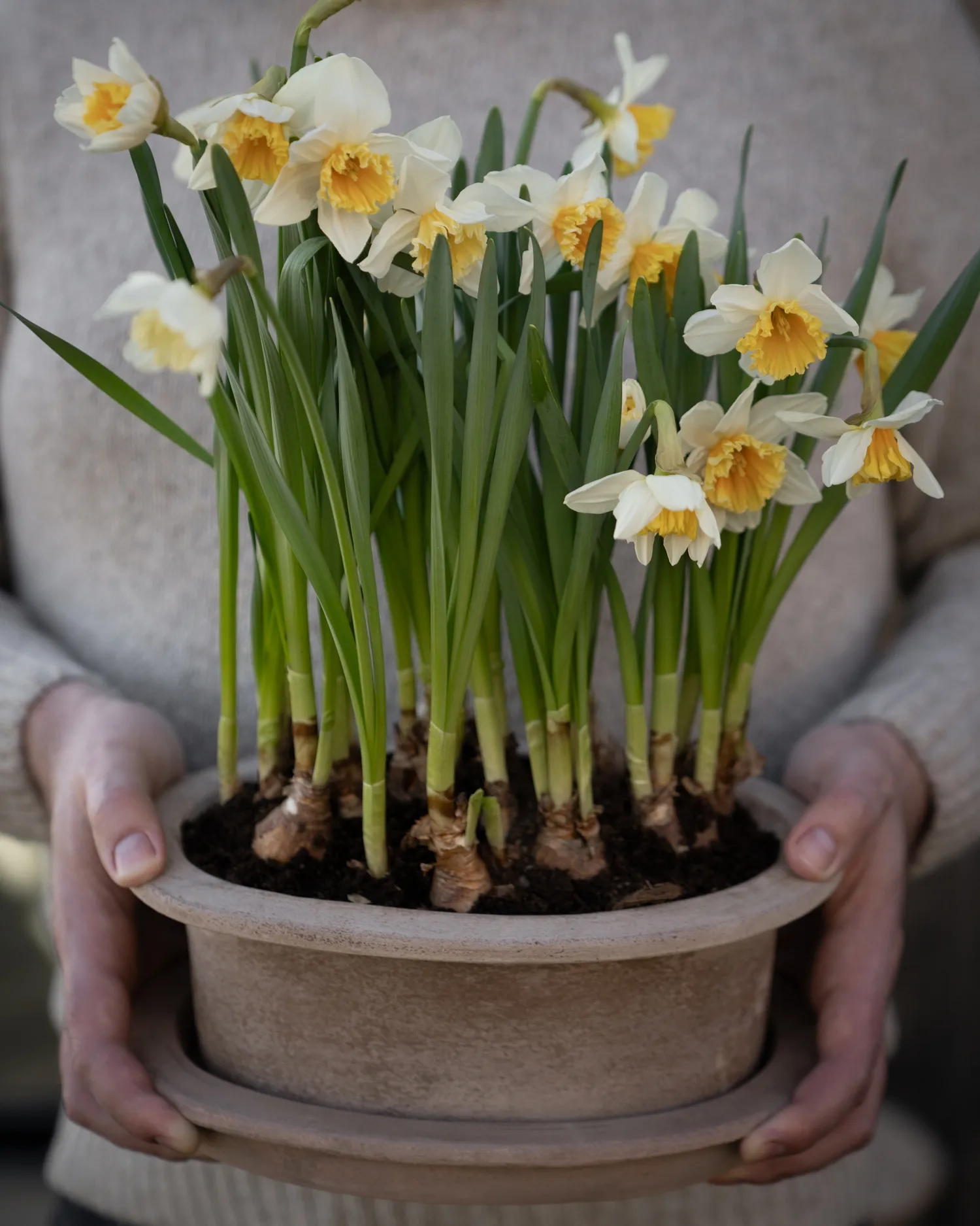 Vaso in terracotta ovale Ernst 2 pezzi, Marrone ERNST