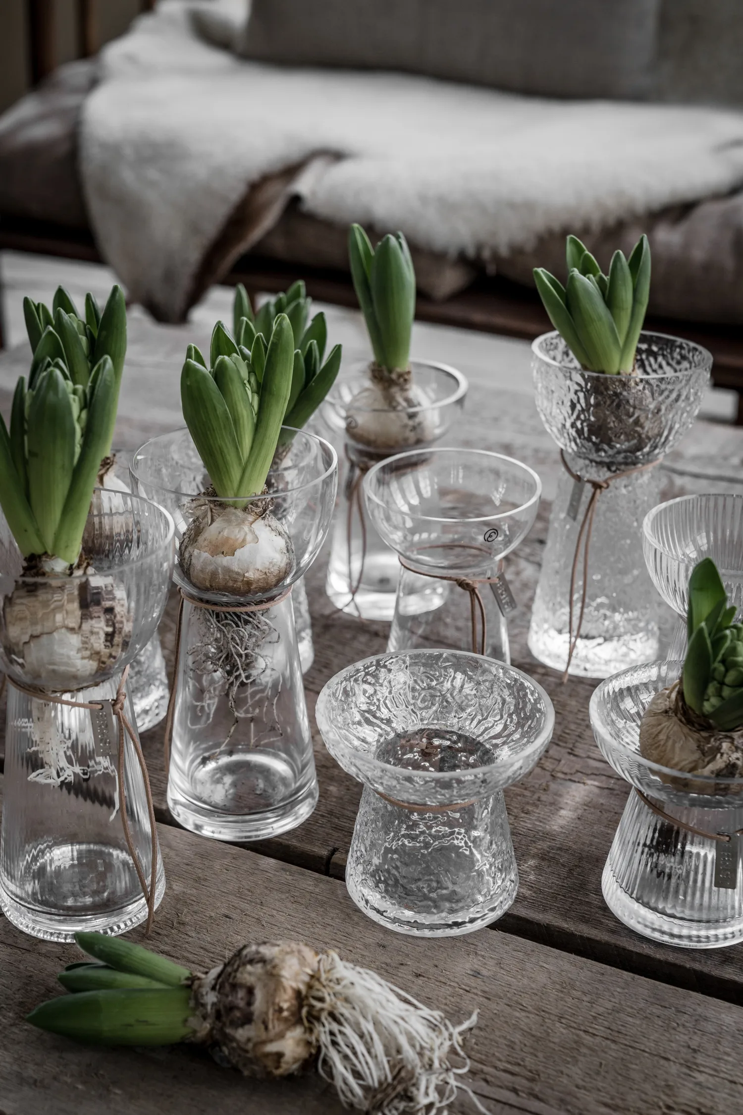 Vesetto per cipolle a strisce Ernst, 15 cm ERNST