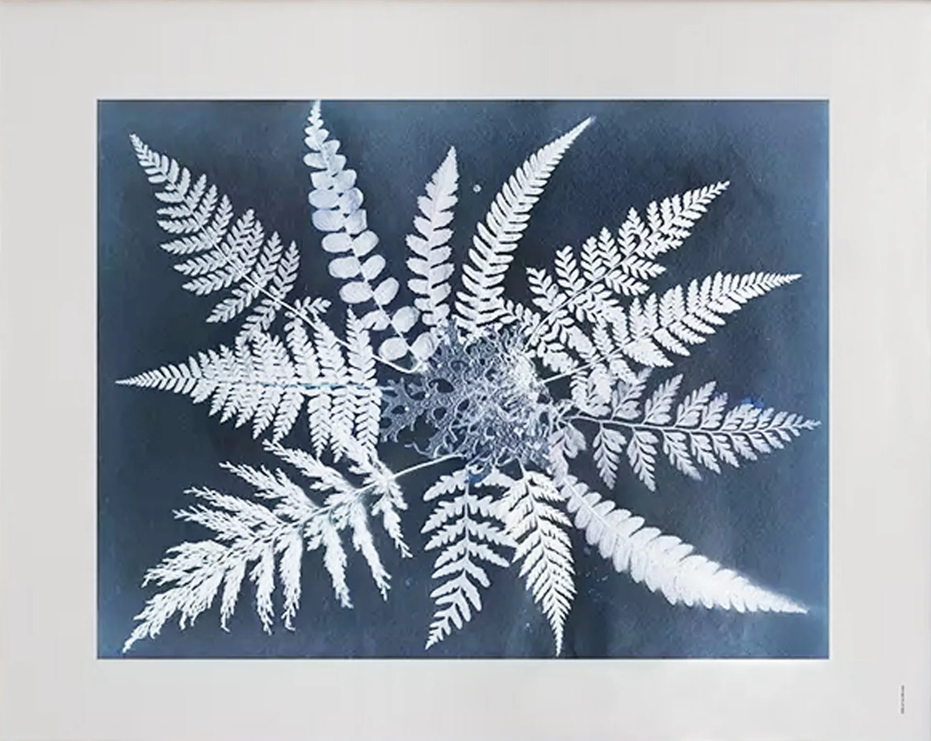 Poster Fern star , 40x50 cm Fine Little Day