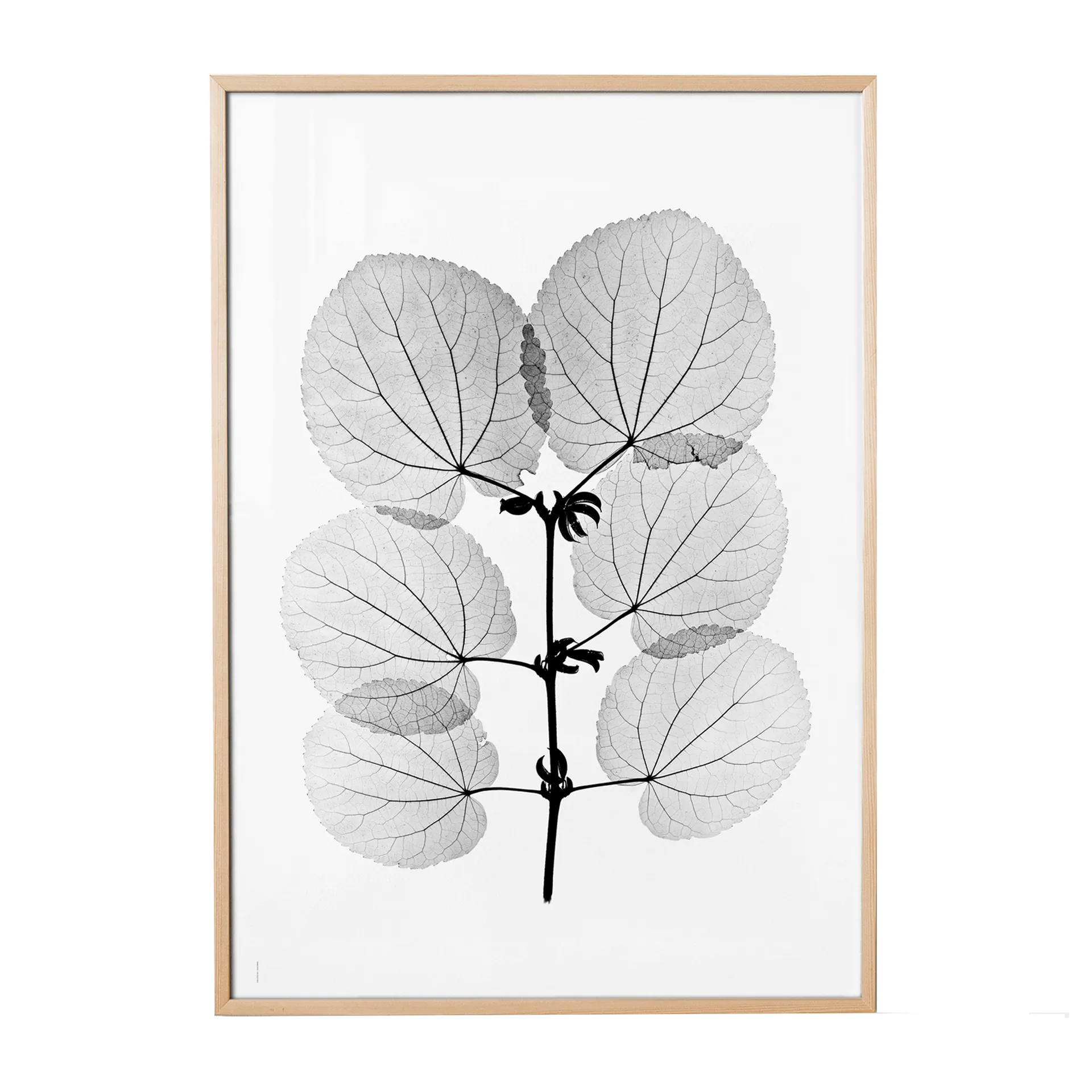 Poster Katsura, 70x100 cm Fine Little Day