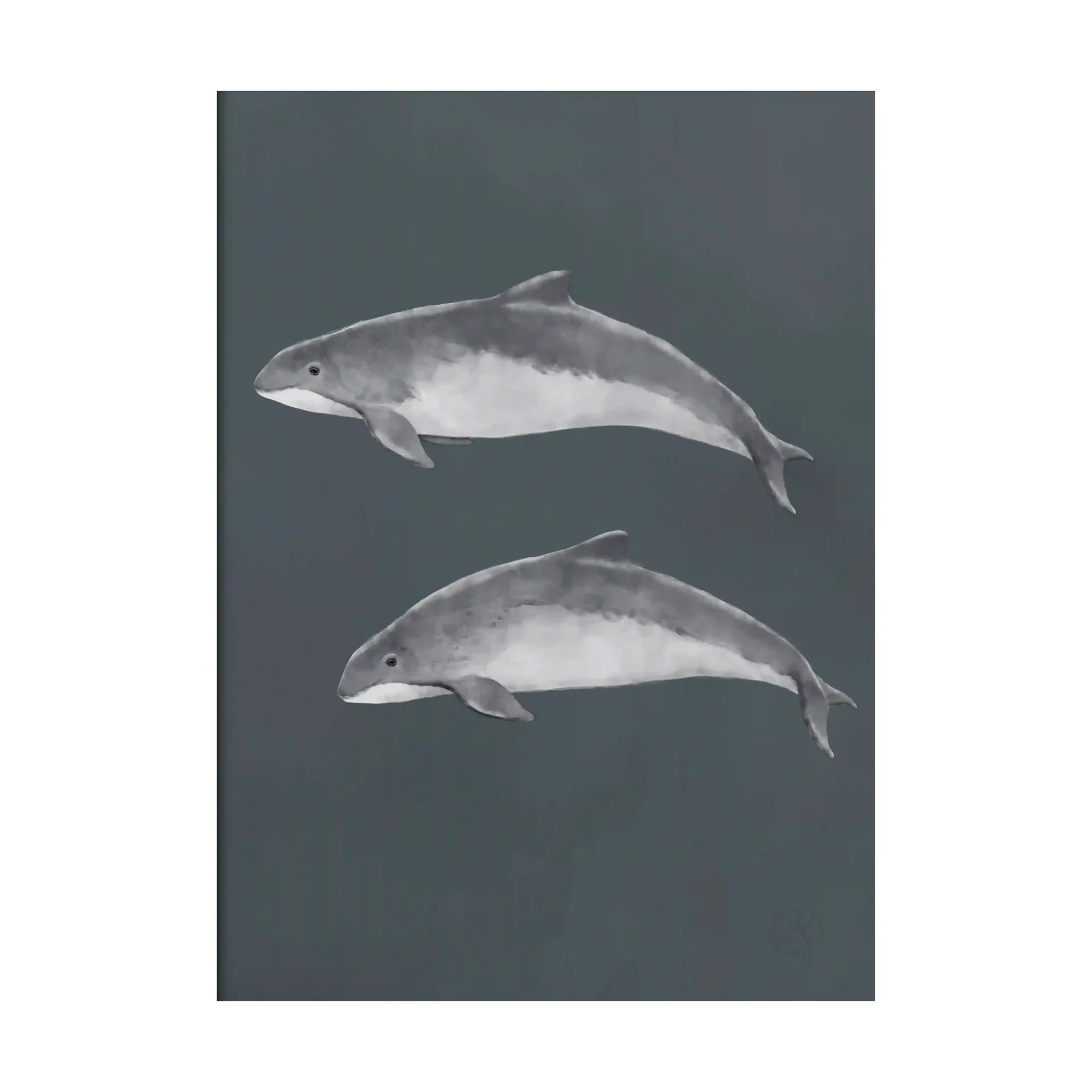 Poster Focena del Mar Baltico, 30x40 cm Kunskapstavlan®