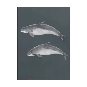 Poster Focena del Mar Baltico - 30x40 cm - Kunskapstavlan®
