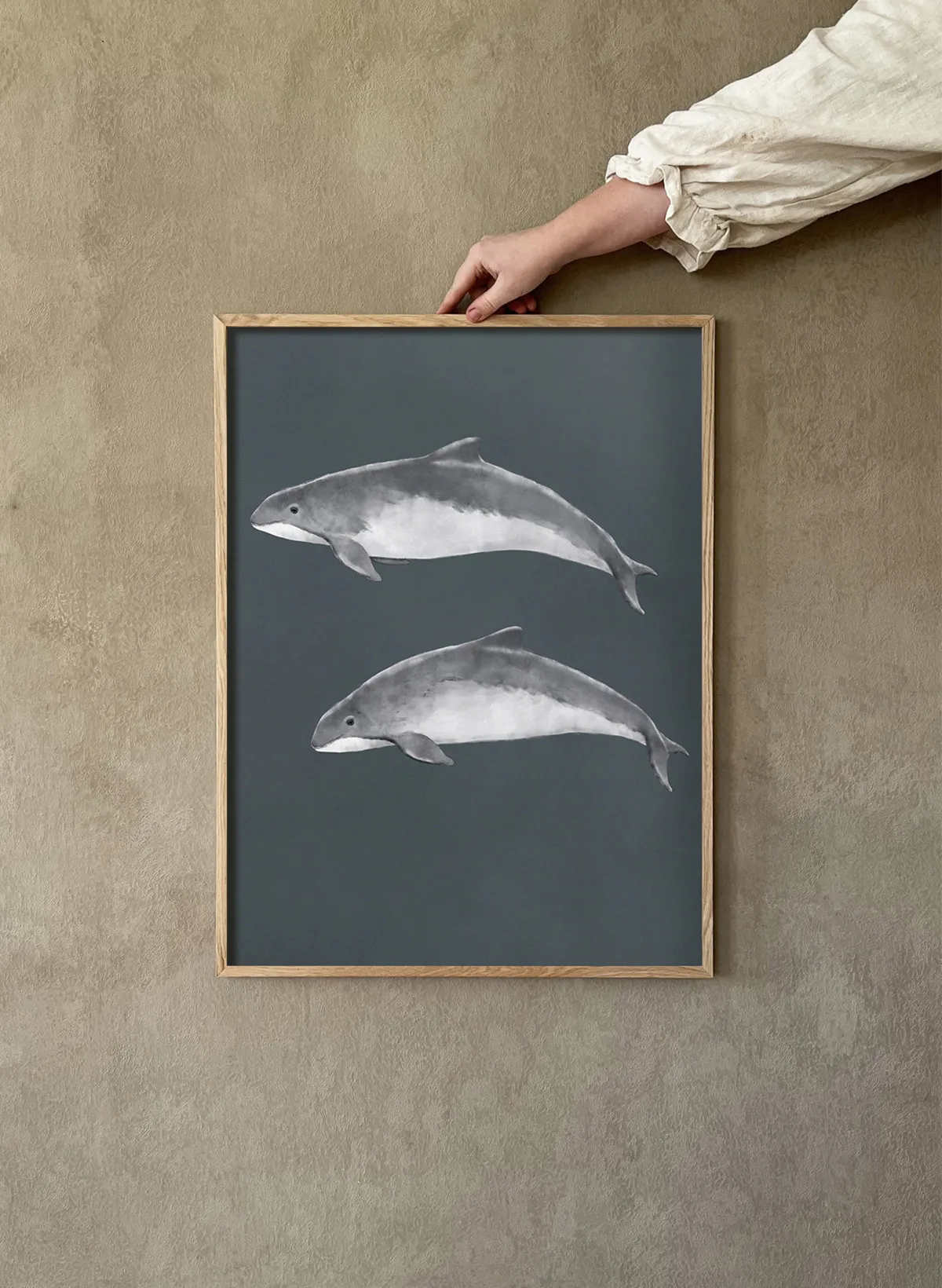 Poster Focena del Mar Baltico, 30x40 cm Kunskapstavlan®