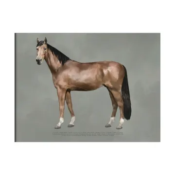 Poster The anatomy of the horse - 50x70 cm - Kunskapstavlan®