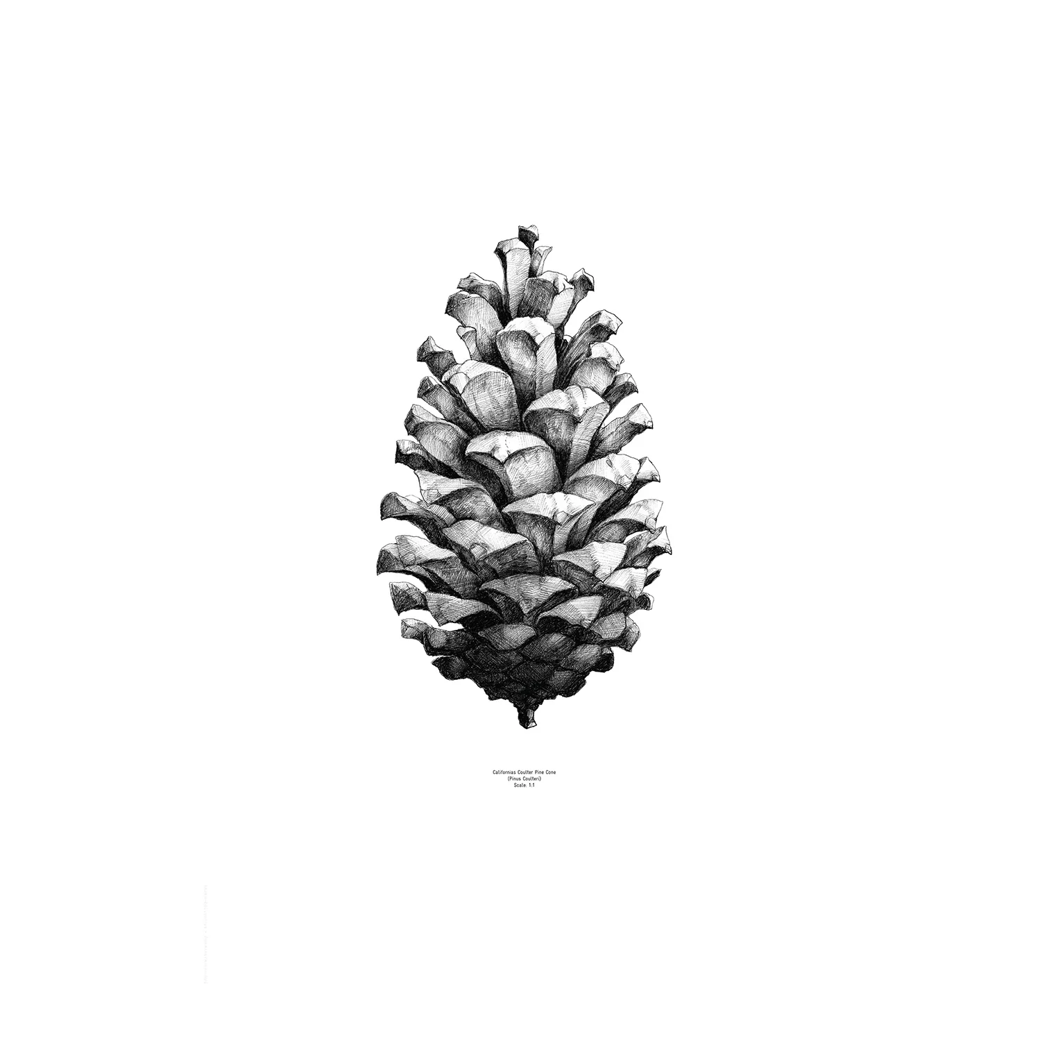 1:1 Poster Pine cone, bianco, 50x70 cm Paper Collective