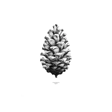 1:1 Poster Pine cone - bianco, 50x70 cm - Paper Collective