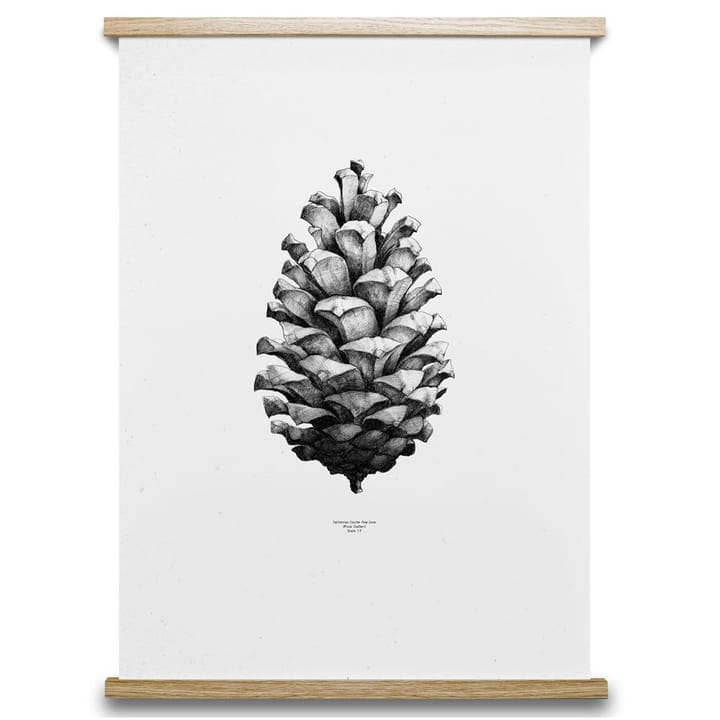 1:1 Poster Pine cone - bianco, 50x70 cm - Paper Collective