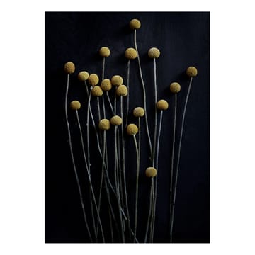Poster Sto Life 01 Yellow Drumsticks  - 50x70 cm - Paper Collective