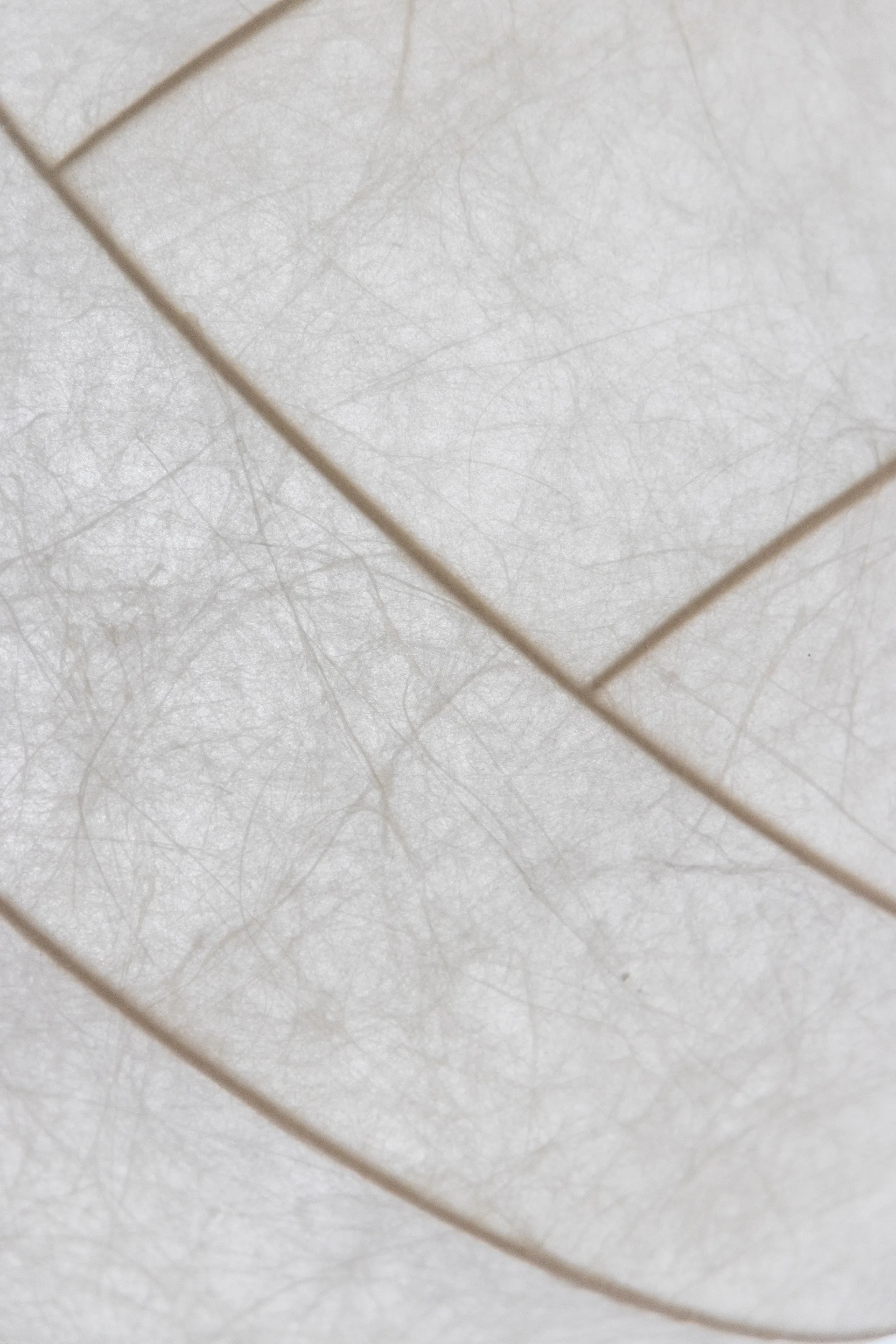 Turner 80 pendel, Bianco Pholc