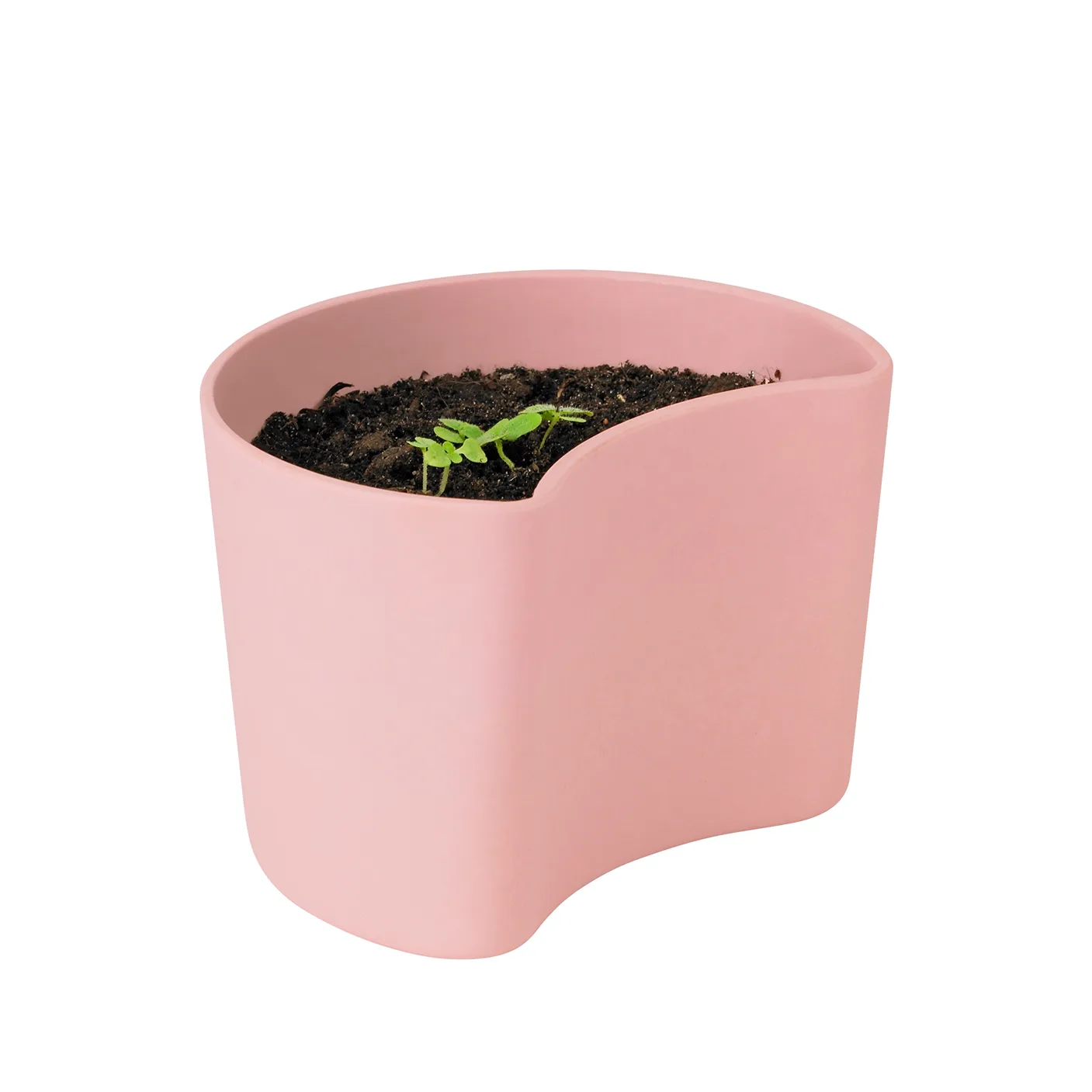 Vaso con semi YOUR TREE, Pink (faggio) RIG-TIG