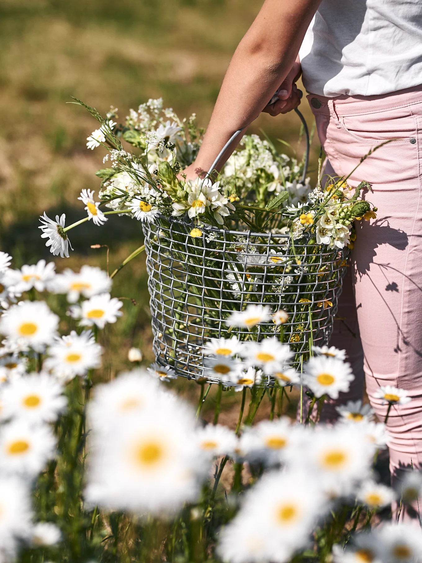 Primo piano di una persona con pantaloni rosa che tiene un cesto di filo metallico pieno di fiori selvatici bianchi e gialli in un campo di margherite.