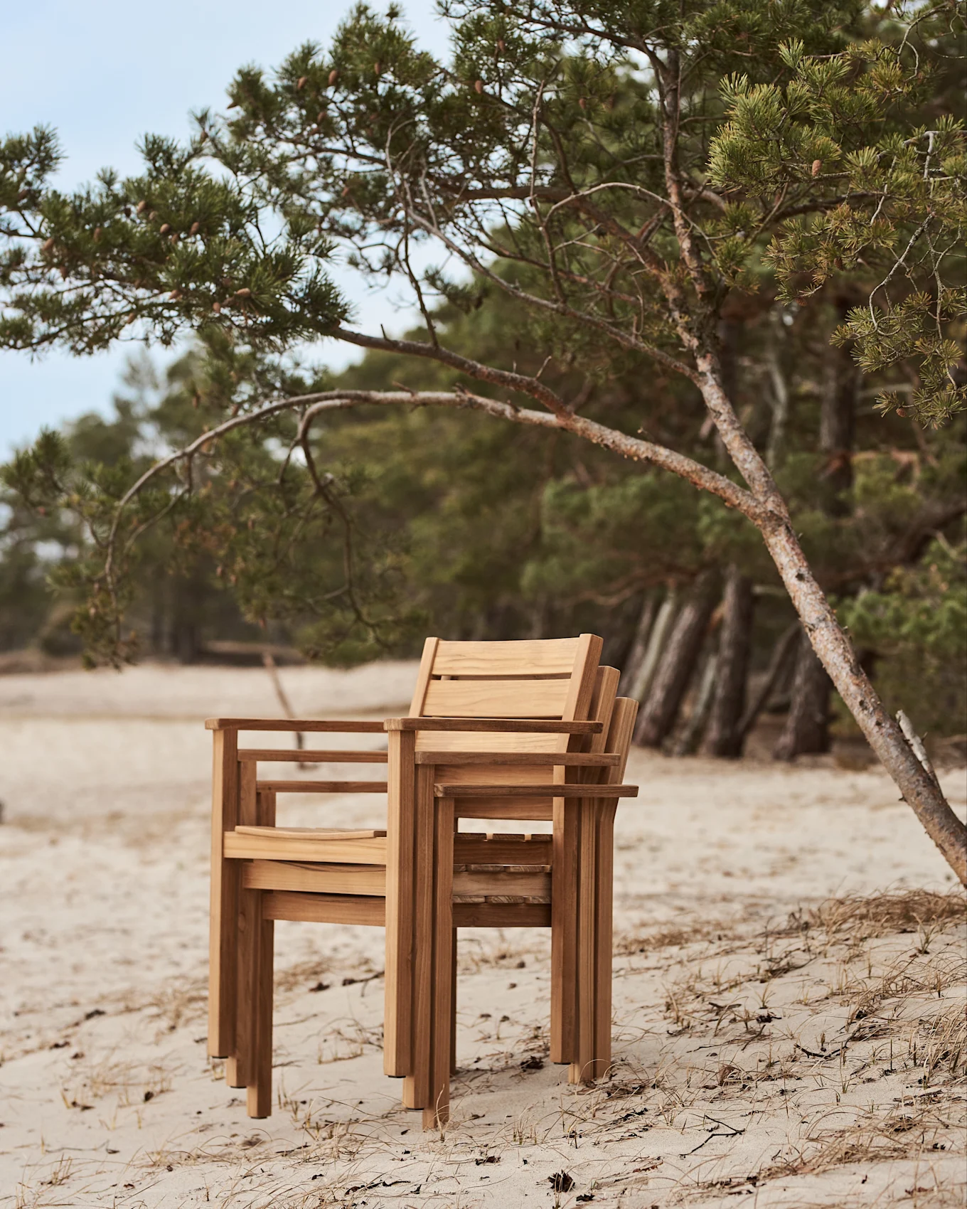 Sedie di legno impilate su una spiaggia sabbiosa accanto a un pino.