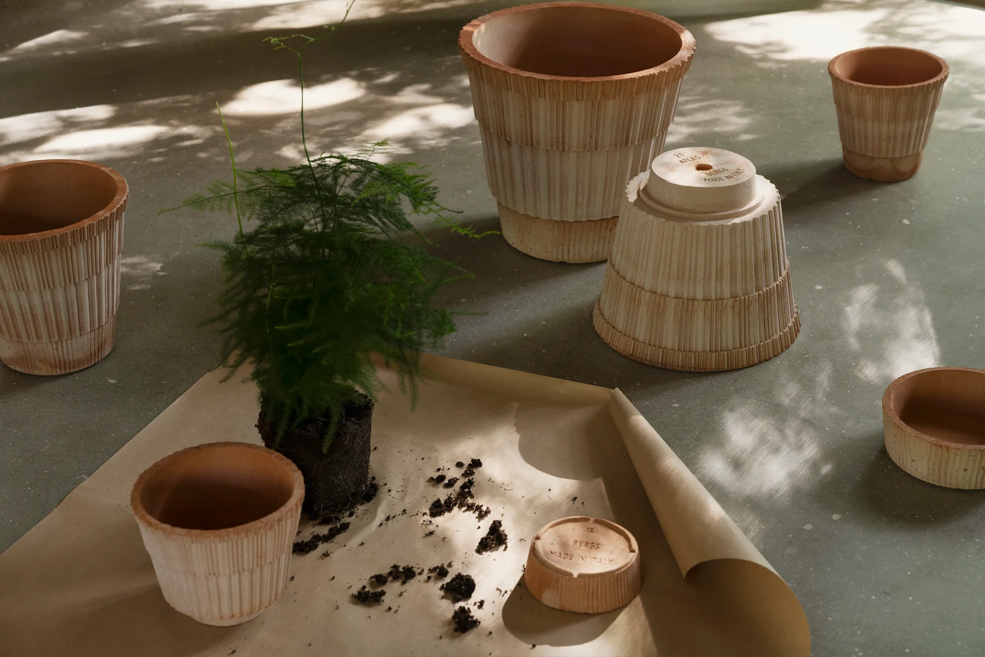 Pianta rinvasata con diversi vasi e sottovasi in terracotta a coste su carta marrone.
