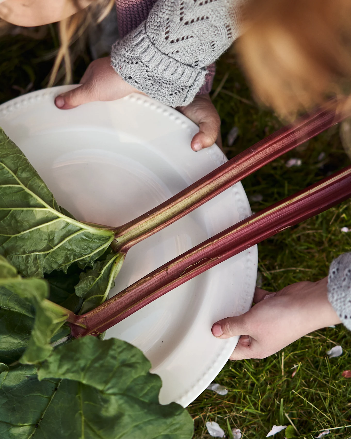 Due mani di bambini tengono un piatto bianco con gambi e foglie di rabarbaro freschi su erba verde.
